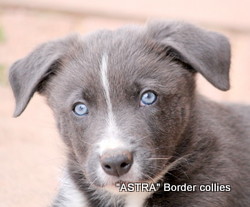 slate grey male, medium coat, border collie puppy